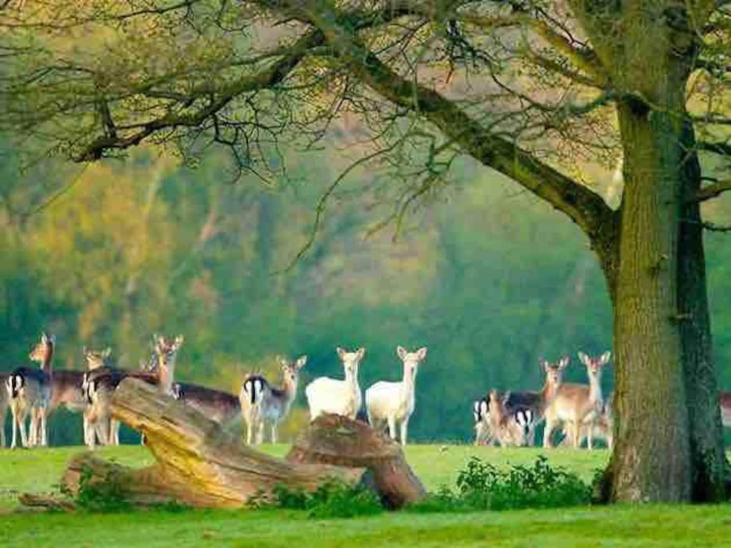 New Forest Retreat Shorefield Country Park Lymington Exteriér fotografie